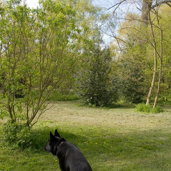 Landschaft: Stadt und Garten im Habitat Hinterhof in der NatureSpots App