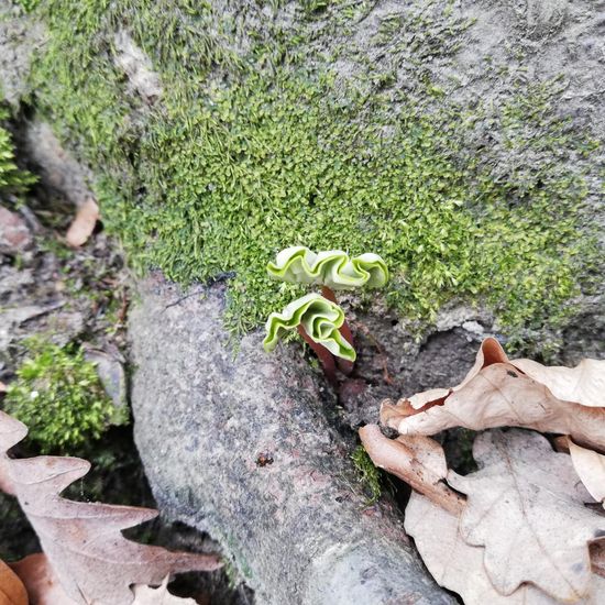 Rotbuche: Pflanze im Habitat Wald der gemäßigten Breiten in der NatureSpots App