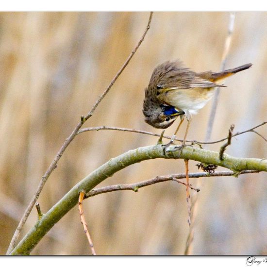 Bluethroat: Animal in habitat Pond in the NatureSpots App