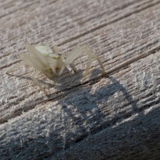 Veränderliche Krabbenspinne: Tier im Habitat Garten in der NatureSpots App