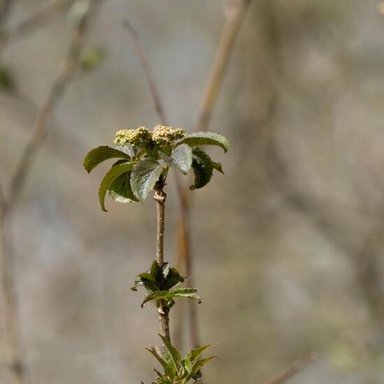 Sambucus nigra: Plant in habitat Grassland in the NatureSpots App