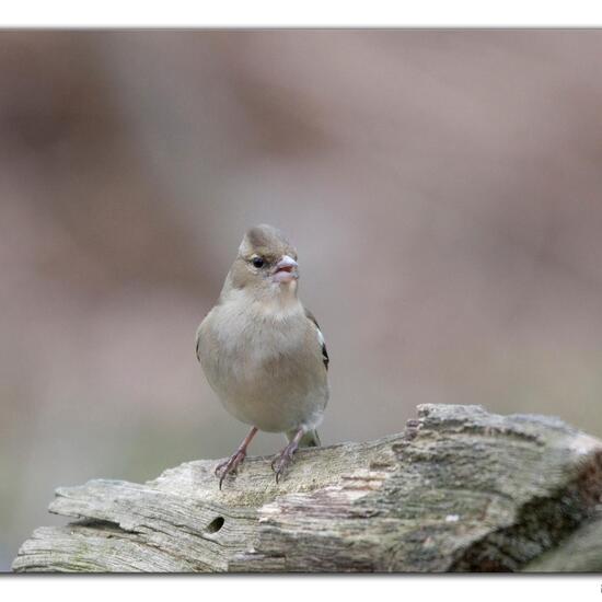 Buchfink: Tier im Habitat Wald in der NatureSpots App