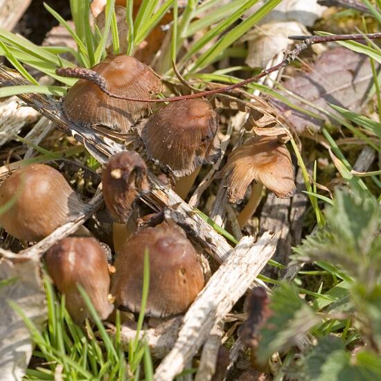 Agaricus micaceus: Mushroom in habitat Forest in the NatureSpots App