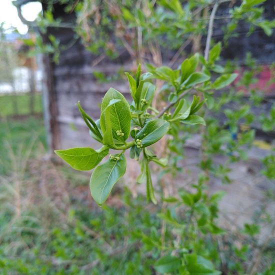 Gewöhnlicher Spindelstrauch: Pflanze im Habitat Ackerrandstreifen in der NatureSpots App