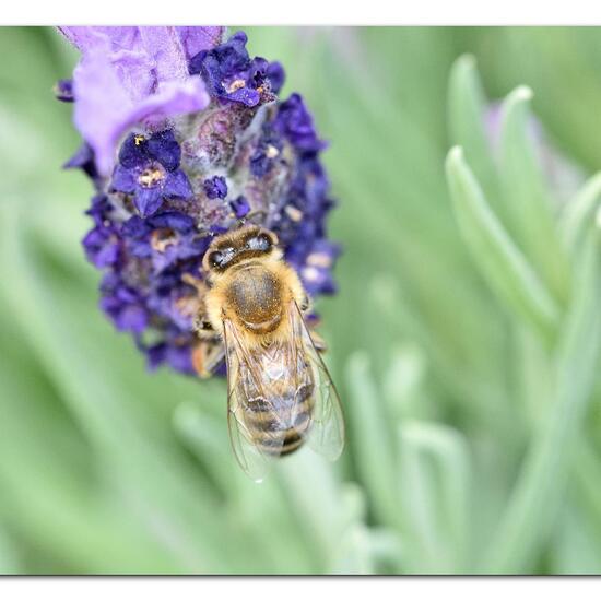 Westliche Honigbiene: Tier im Habitat Garten in der NatureSpots App