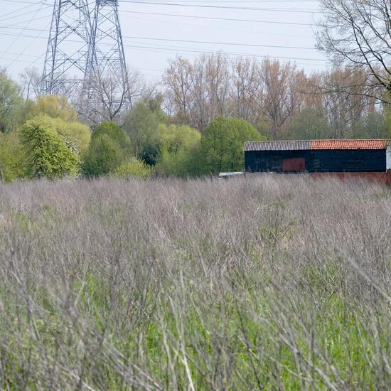 Landschaft: Grasland und Büsche im Habitat Naturnahe Wiese in der NatureSpots App