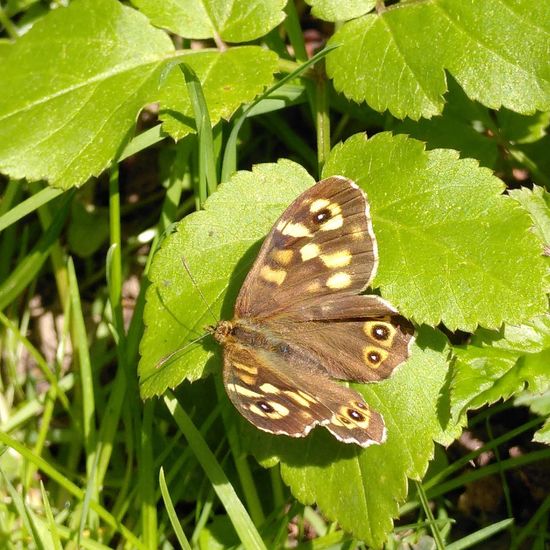 Waldbrettspiel: Tier im Habitat Garten in der NatureSpots App