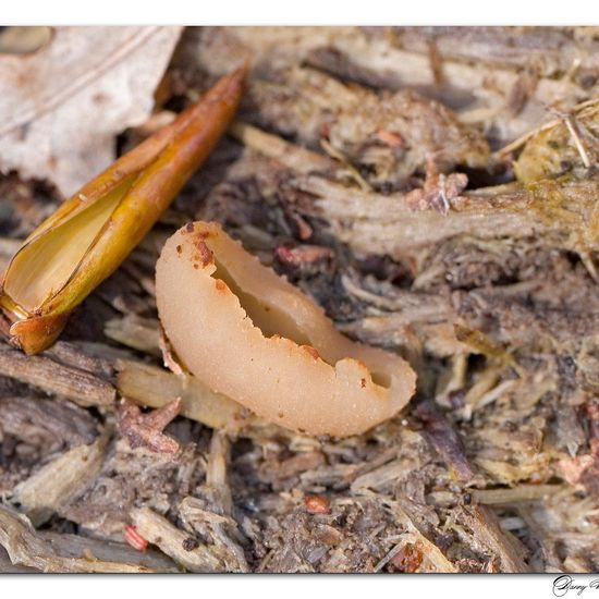 Kurzstieliger Becherling: Pilz im Habitat Wald in der NatureSpots App