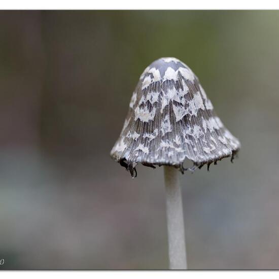 Specht-Tintling: Pilz im Habitat Strasse/Verkehr in der NatureSpots App