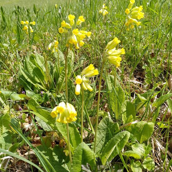 Hohe Schlüsselblume: Pflanze im Habitat Naturnahe Wiese in der NatureSpots App