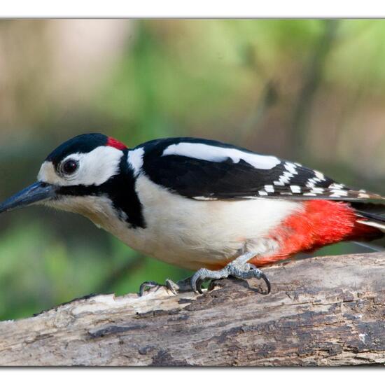 Great Spotted Woodpecker: Animal in habitat Backyard in the NatureSpots App