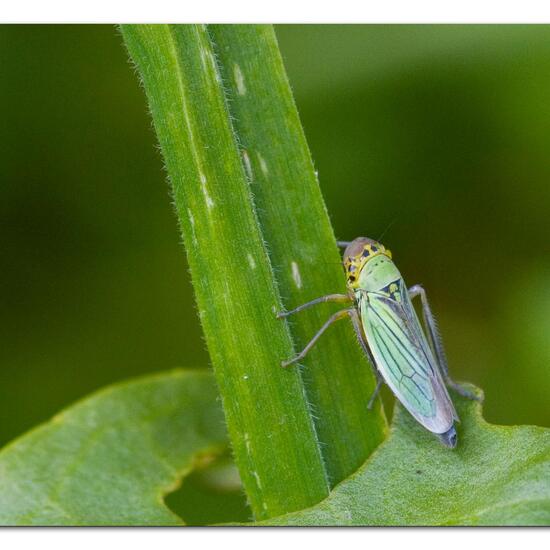 Cicadella viridis: Animal in habitat Semi-natural grassland in the NatureSpots App