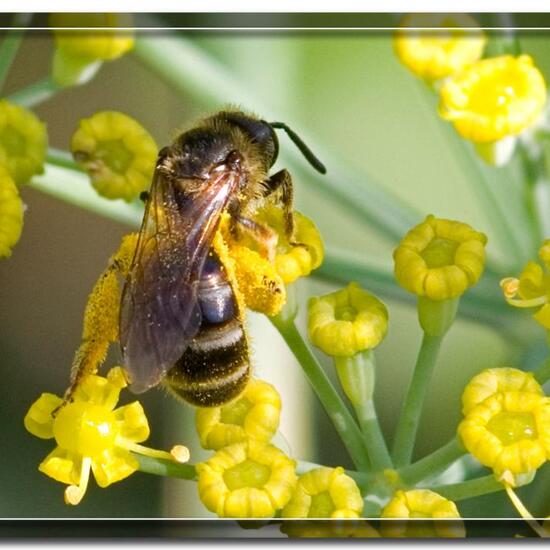 Halictus tumulorum: Animal in habitat Garden in the NatureSpots App