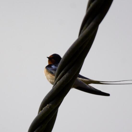 Barn Swallow: Animal in habitat City and Urban in the NatureSpots App