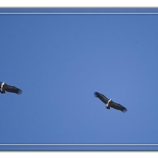 Gänsegeier: Tier im Habitat Felsgebiet in der NatureSpots App