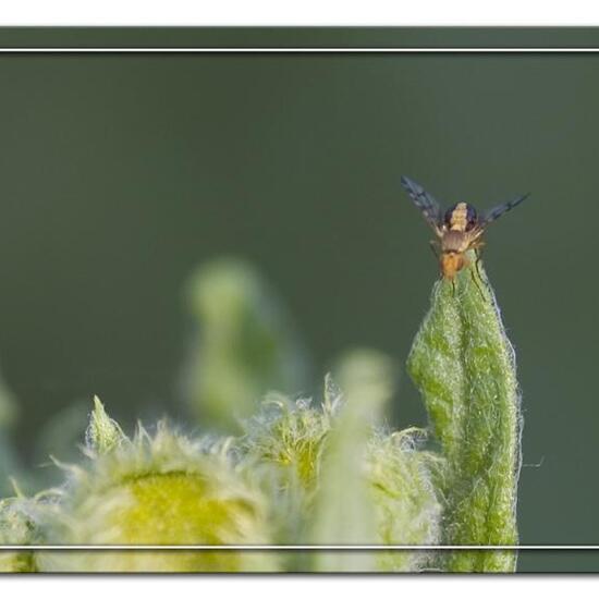 Myopites apicatus: Tier im Habitat Halb-natürliches Grasland in der NatureSpots App