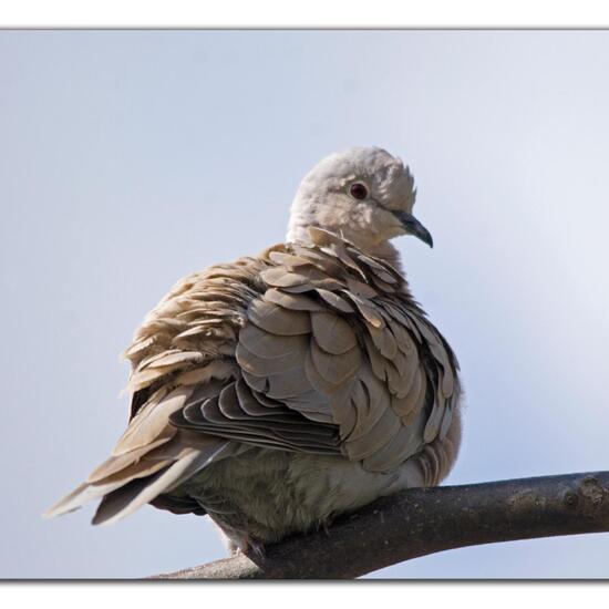 Eurasian Collared Dove: Animal in habitat Garden in the NatureSpots App