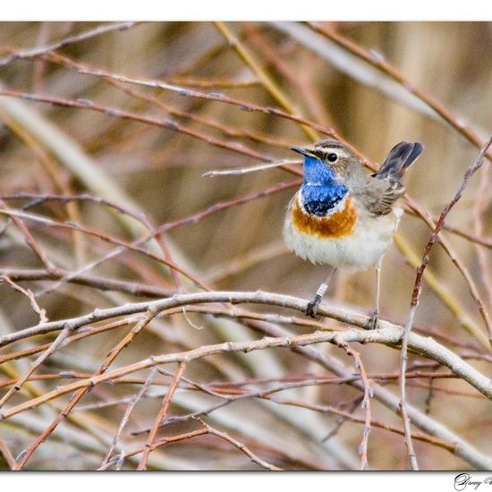 Bluethroat: Animal in habitat Pond in the NatureSpots App