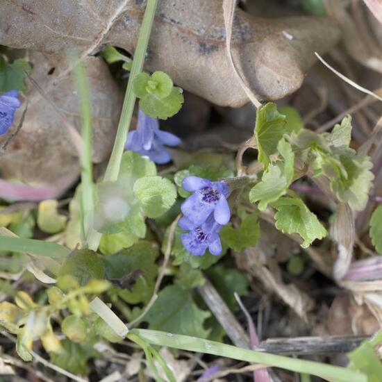 Glechoma hederacea: Plant in habitat Road or Transportation in the NatureSpots App