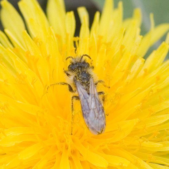 Gemeine Sandbiene: Tier im Habitat Park in der NatureSpots App