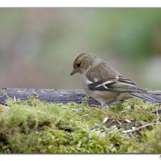 Buchfink: Tier im Habitat Wald in der NatureSpots App