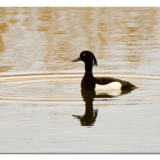 Tufted Duck: Animal in habitat Pond in the NatureSpots App