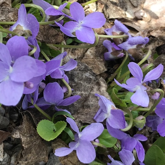 Viola canina: Plant in habitat Brownfield land in the NatureSpots App