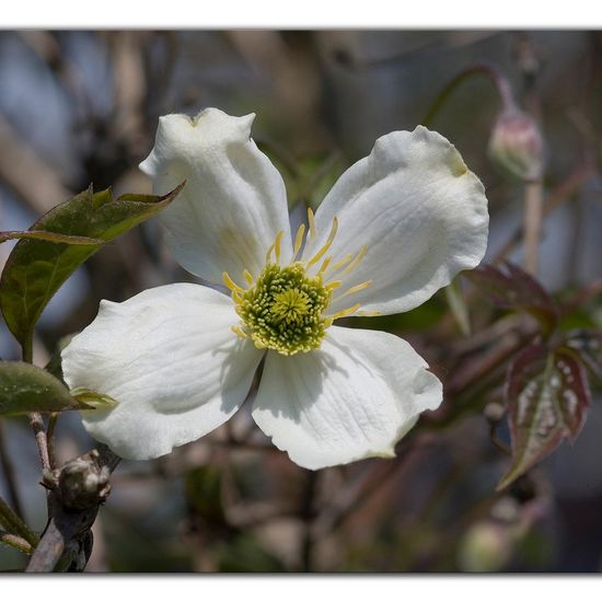 Landschaft: Stadt und Garten im Habitat Garten in der NatureSpots App