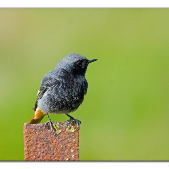 Black Redstart: Animal in habitat Backyard in the NatureSpots App