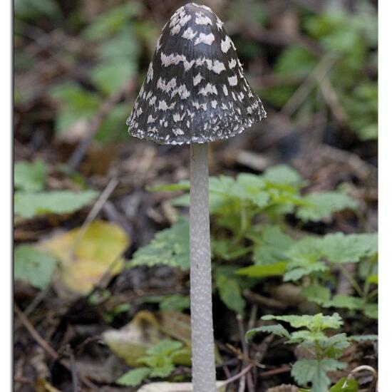 Coprinopsis picacea: Mushroom in habitat Road or Transportation in the NatureSpots App