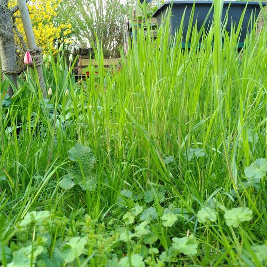 Landschaft: Stadt und Garten im Habitat Garten in der NatureSpots App