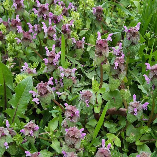 Red dead-nettle: Plant in habitat City and Urban in the NatureSpots App