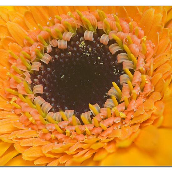 Gerbera bellidiastrum: Plant in habitat Living space or Indoor in the NatureSpots App