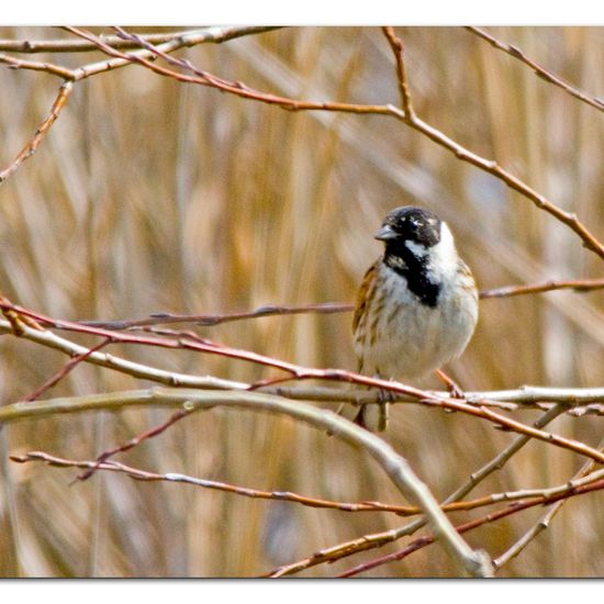 Reed Bunting: Animal in habitat Pond in the NatureSpots App