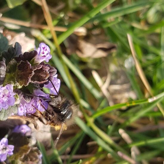 Bienen: Tier im Habitat Park in der NatureSpots App