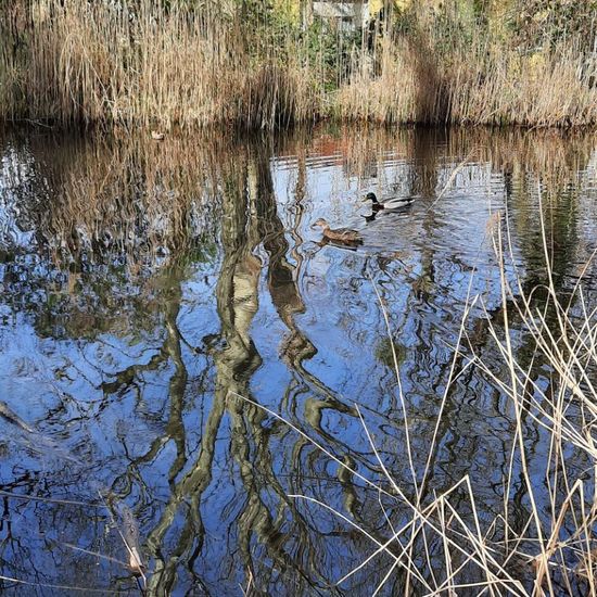 Stockente: Tier in der Natur in der NatureSpots App