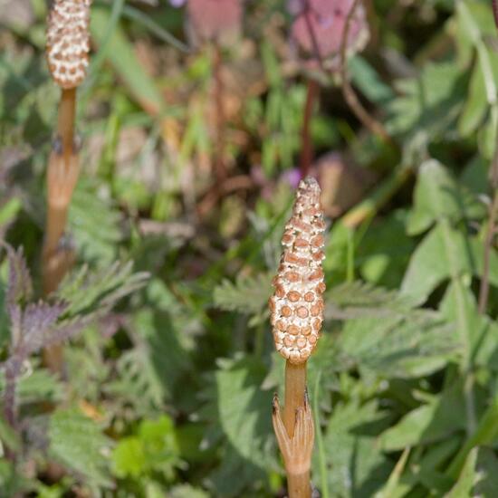 Equisetum arvense: Plant in habitat Grassland in the NatureSpots App