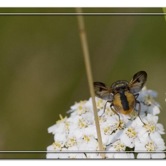 Ectophasia crassipennis: Tier im Habitat Grasland und Büsche in der NatureSpots App