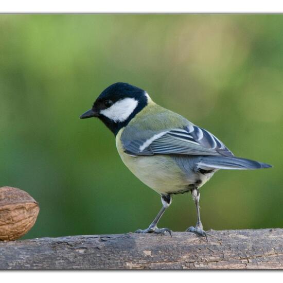 Kohlmeise: Tier im Habitat Hinterhof in der NatureSpots App