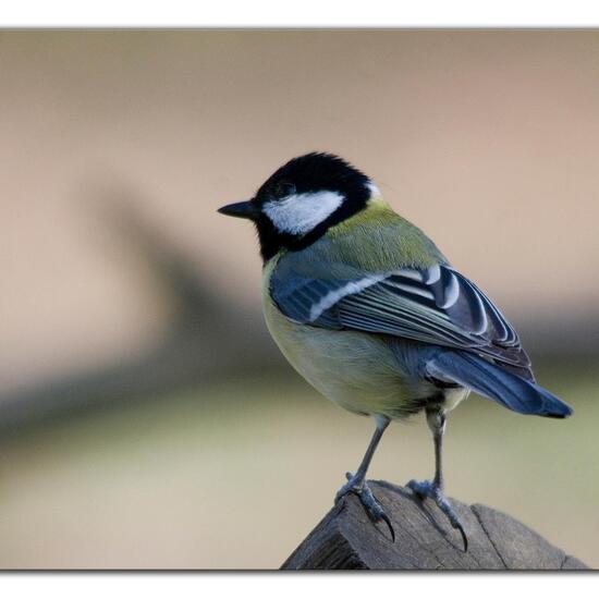 Kohlmeise: Tier im Habitat Hinterhof in der NatureSpots App