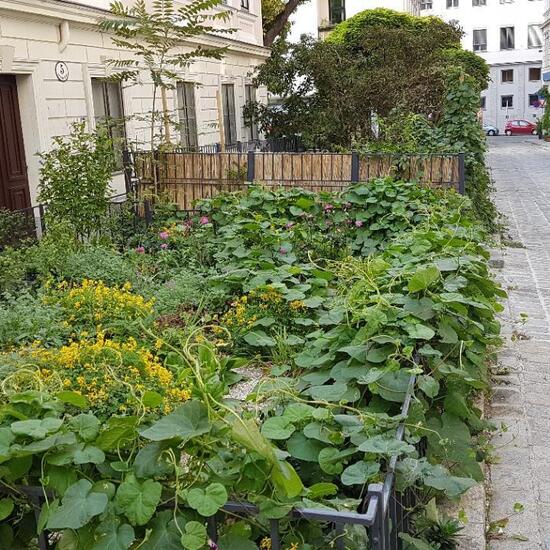 Landschaft: Stadt und Garten im Habitat Hecke/Blumenbeet in der NatureSpots App