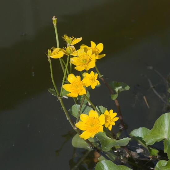 Caltha palustris: Plant in habitat Artificial freshwater in the NatureSpots App