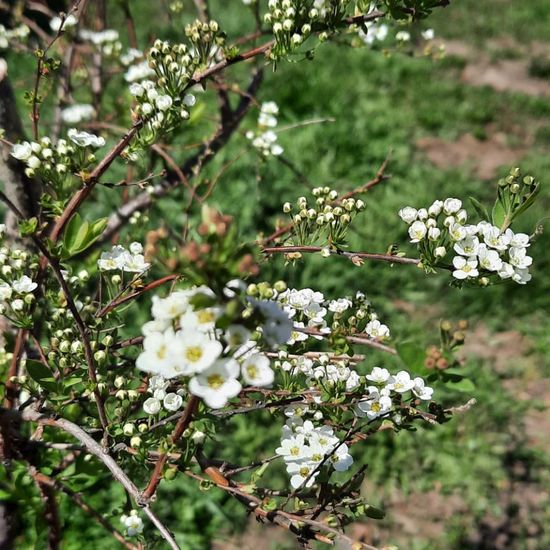 Spiersträucher: Pflanze in der Natur in der NatureSpots App