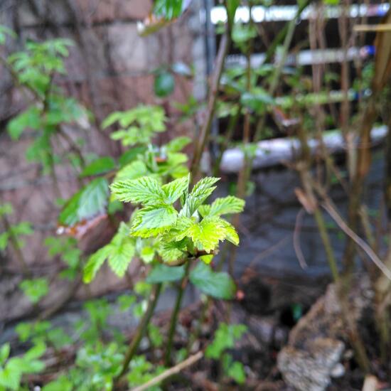 Rubus subg. Rubus: Plant in habitat Garden in the NatureSpots App