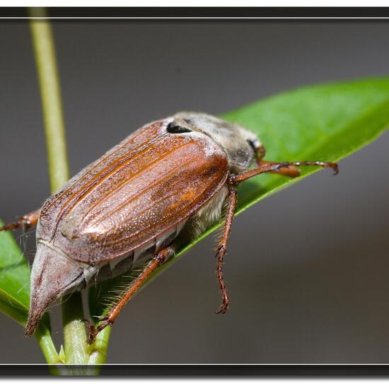 Feldmaikäfer: Tier in der Natur in der NatureSpots App