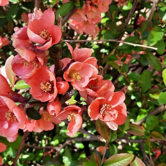 Chaenomeles japonica: Plant in nature in the NatureSpots App