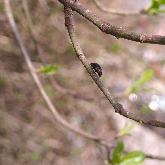 Vierfleckiger Kugelmarienkäfer: Tier im Habitat Hecke/Blumenbeet in der NatureSpots App