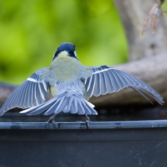 Kohlmeise: Tier in der Natur in der NatureSpots App