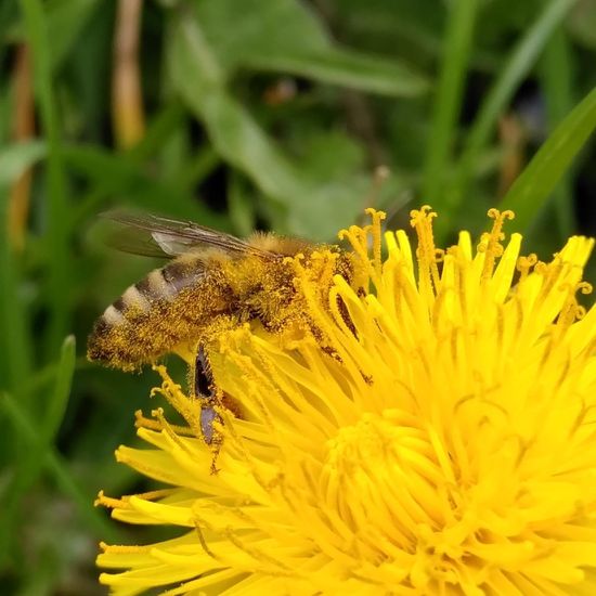 Westliche Honigbiene: Tier im Habitat Ackerrandstreifen in der NatureSpots App