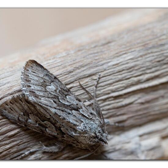 Xylocampa areola: Tier im Habitat Garten in der NatureSpots App